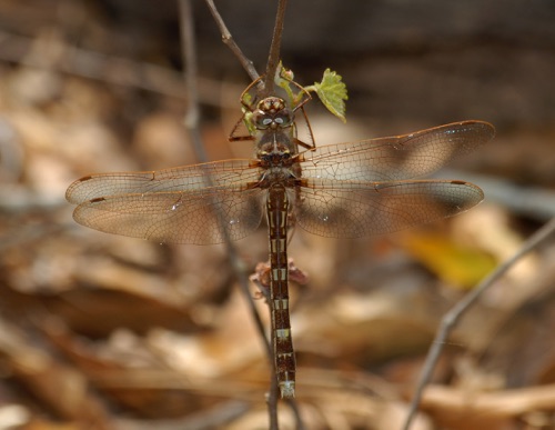 Female
26 Mar 2008  Effingham